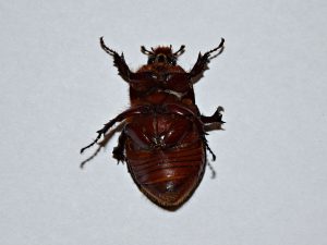 Ochrona hotelu przed insektami