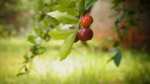 Naturalne i zdrowe produkty