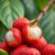 Litchi – egzotyczny owoc zdrowia: wartości odżywcze i właściwości