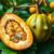 Sapote – zdrowe właściwości i kulinarne zastosowanie owocu